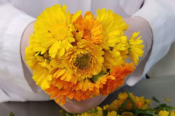 cropped-Calendula-Flowers